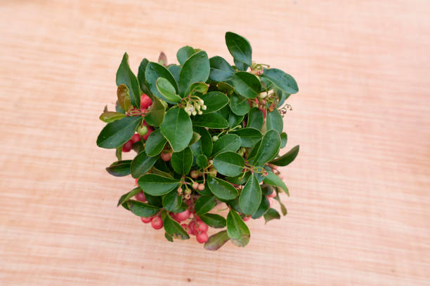 gaultheria procumbens arbuste - wintergreen photos et images de collection