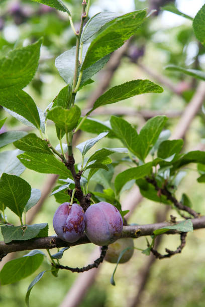 istock Plum tree branch with ripe juicy fruits on sunset light. 1443017770
