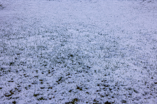 View of winter green grass under first snow. Beautiful nature background, texture. Sweden.
