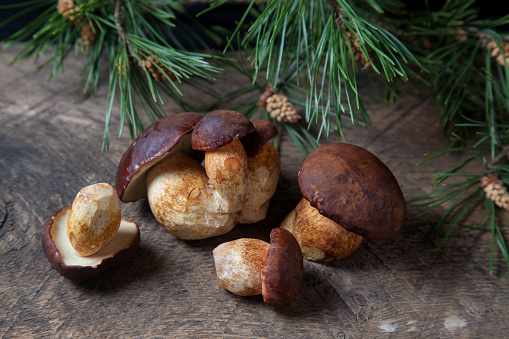 Autumn composition of several boletus badius, imleria badia or bay bolete mushrooms on vintage wooden background with branch of pine tree on back. Edible and pored fungus has velvety dark brown or chestnut color cap.