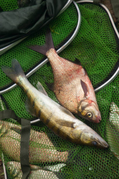 istock Freshwater zander and common bream fish on keepnet with fishery catch in it. 1443018742