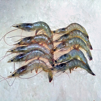 Vaname shrimp photo for daily news, menu, marketing.