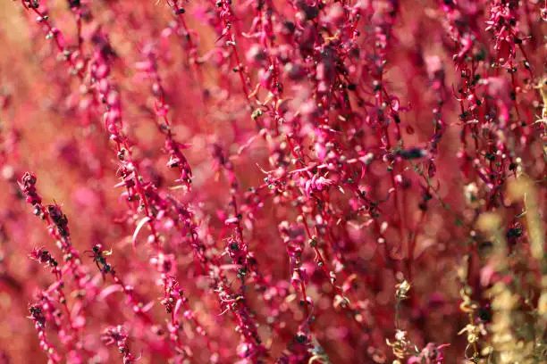 Mexican burningbush (Hokigi, Bassia scoparia) ,pink and brown two tone colored texture.