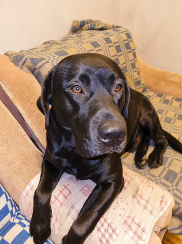 Young black labrador puppy looking at the camera