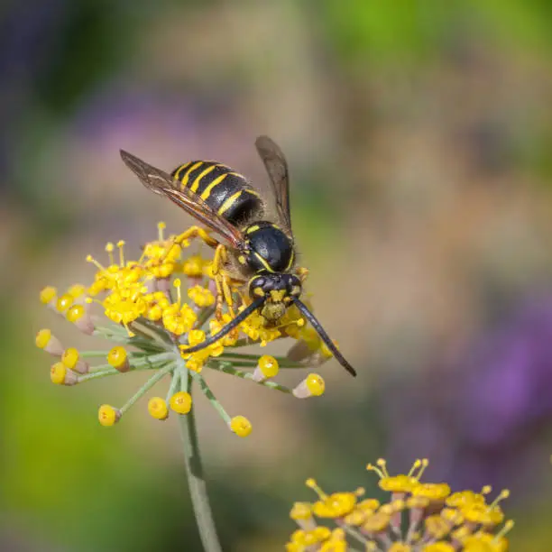 Common aerial yellowjacket forages on fennel flowers in summer in a garden.