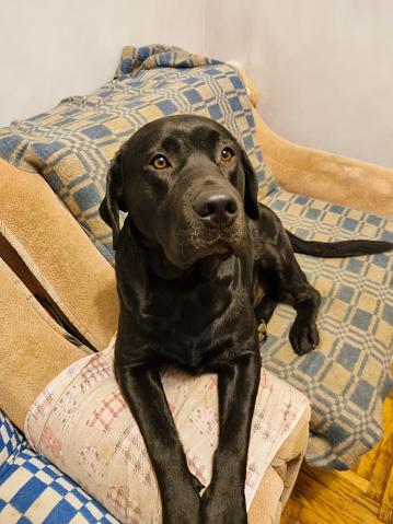 A black lab dog lies on a couch.