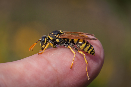 European paper wasp on a human finger.