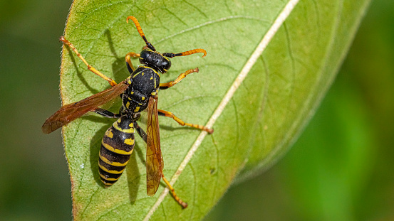 Homemade traps to fight the invasion of the Asian giant hornet in Spain. In order for the Asian giant hornets to fall into the trap, the attractive liquid must consist of water, sugar and fresh yeast, not baking powder.