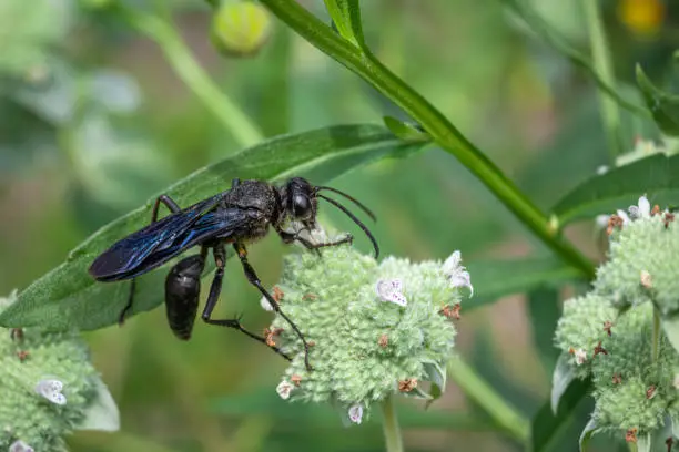A Great black wasp gathers pollen from a Clustered Mountainmint flowers.