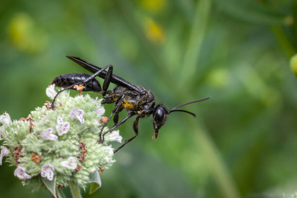 istock Great black wasp, (Sphex pensylvanicus), Grand sphex noir on Clustered Mountainmint flowers. 1443019956