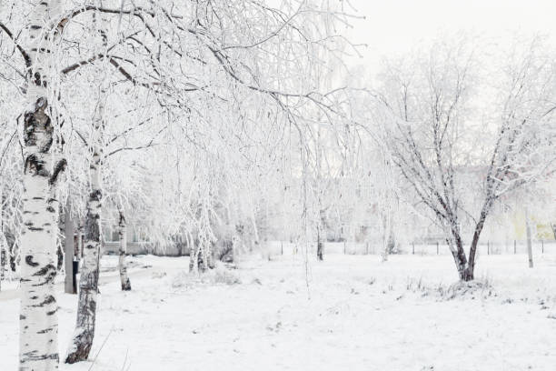 istock Frost on the trees in the city park. 1443020709