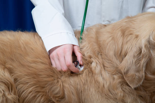 istock The veterinarian is receiving a dog 1443020821