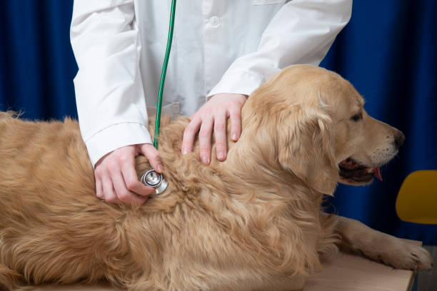 istock The veterinarian is receiving a dog 1443020854
