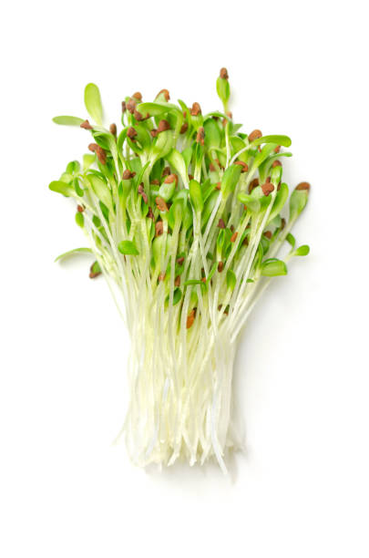 Bunch of alfalfa microgreens, fresh and ready-to-eat lucerne seedlings stock photo