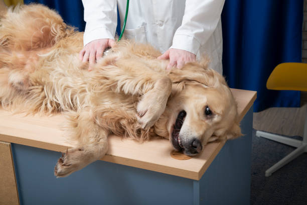 istock The veterinarian is receiving a dog 1443021527