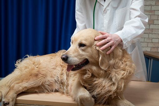 The veterinarian is receiving a dog, a Golden Retriever.A veterinarian at work.