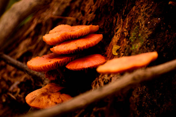 istock Mushrooms from wood 1443021942