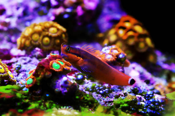 istock Tail-spot bleeny fish - Ecsenius stigmatura 1443023125