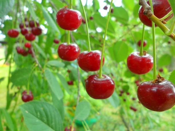 Что за сорт черешня Фатеж