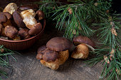 imleria-badia-oder-boletus-badius-pilze-allgemein-bekannt-als-die-bucht-bolete-und-tonschale.jpg?b=1&s=170x170&k=20&c=Wv9fA7Ql60MLejXwJHeQLB-xChjseZjl8C_KFjTtGTo=