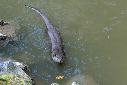 One drenched oriental claw otter standing tiptoe.