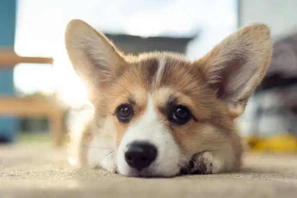 Photo of Portrait of sweet welsh pembroke corgi puppy pet lying on concrete floor, looking at camera, posing. Domestic animal.