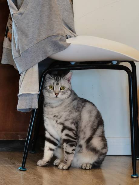 Free Stock Photo of A Cat Sitting on a Chair and Looking at the Camera ...