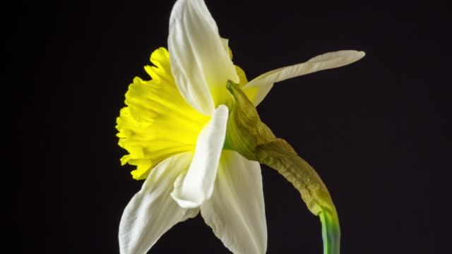 Wild Daffodil blooming and rotating against black background in a 4K time lapse movie. Daffodile growing blooming and blossoming in moving time lapse.