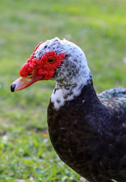 istock Closeup of Muscovy duck 1443027086