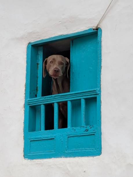 istock Dog watching out of a window 1443027119