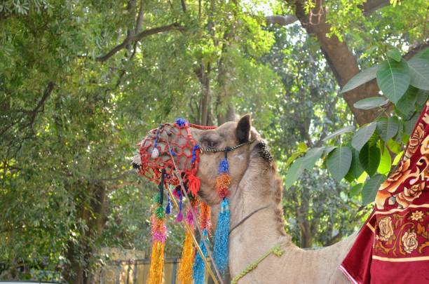 istock A camel is an even-toed ungulate in the genus Camelus that bears distinctive fatty deposits known as humps on its back. Domesticated and decorated camel near a tourist spot. India. 1443029331