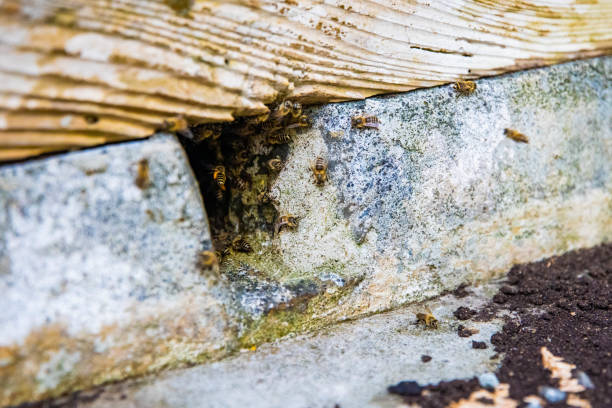 istock Wild bees exiting nest inside the house build in wall 1443030393