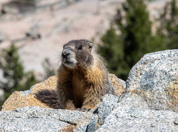Marmot 4 Close up of a marmot in the wild. robert michaud stock pictures, royalty-free photos & images