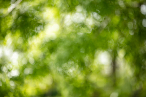 abstract blurred verde colore natura parco pubblico sfondo esterno nella stagione primaverile ed estiva con effetto luce solare - lussureggiante foto e immagini stock
