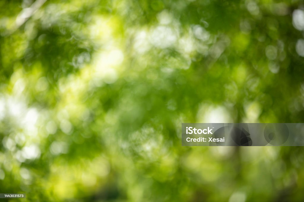 Abstract blurred green color nature public park outdoor background at spring and summer season with sunlight effect Backgrounds Stock Photo