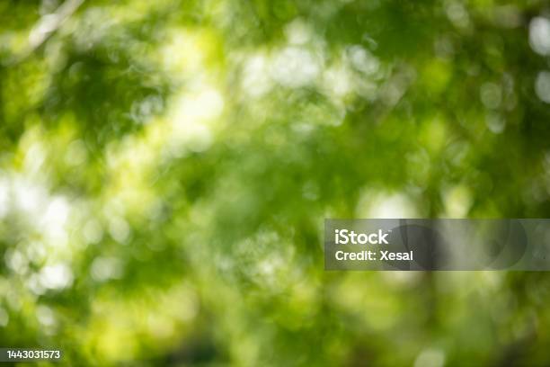 Abstract Blurred Green Color Nature Public Park Outdoor Background At Spring And Summer Season With Sunlight Effect Stock Photo - Download Image Now