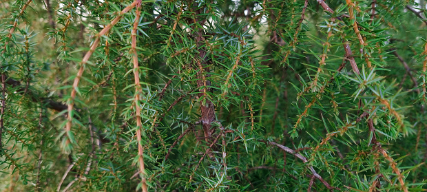 Conifer branches texture