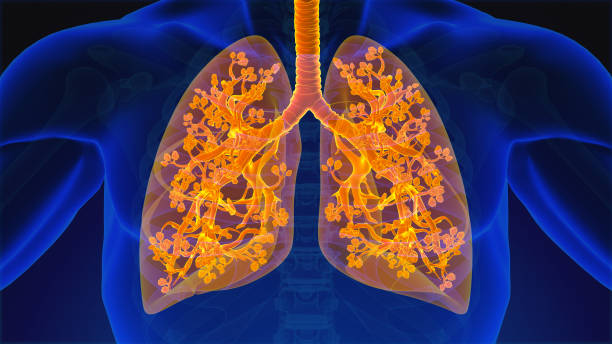 인간의 호흡기 시스템 폐 해부학 - 세기관지 뉴스 사진 이미지