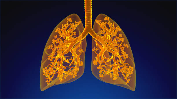 istock Human Respiratory System Lungs Anatomy 1443034337
