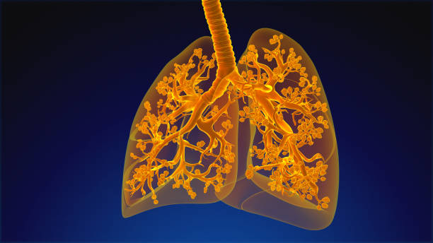 istock Human Respiratory System Lungs Anatomy 1443034857