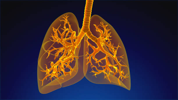 istock Human Respiratory System Lungs Anatomy 1443034888