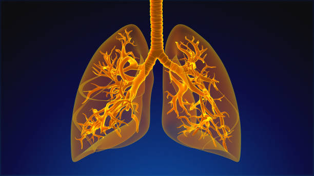 istock Human Respiratory System Lungs Anatomy 1443034889