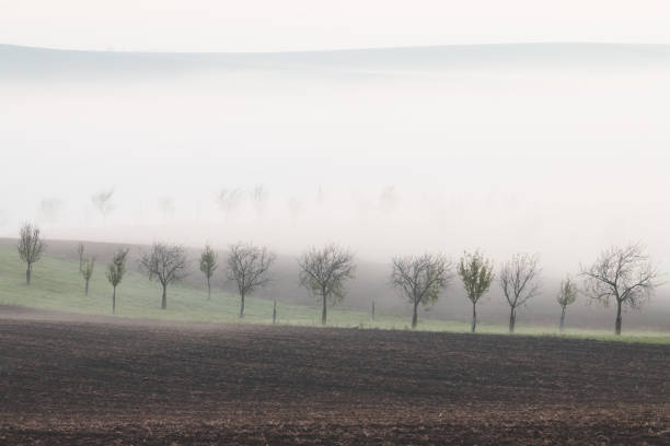 Atmospheric and ethereal morning mist and fog amongst planted trees in the rolling, pastoral countryside landscape of the Hodonin District in South Moravia, Czech Republic.