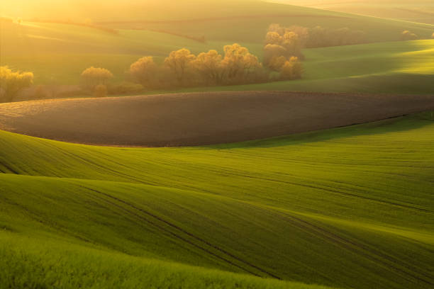 Golden sunrise or sunset light over the countryside trees in the rural farmland landscape of the Hodonin District in South Moravia, Czech Republic.