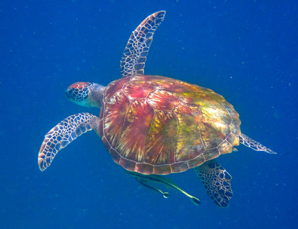 istock green sea turtle (Chelonia mydas) swimming 1443037398