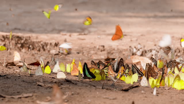 Various of colorful butterflies flying in the tropical forest, while some of them perching on wet soil