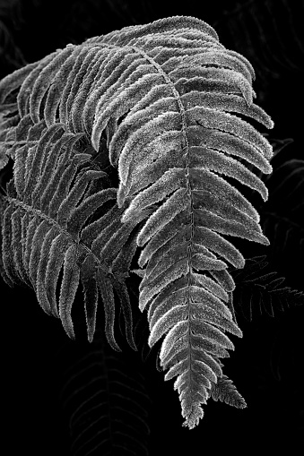 Frosty fern near Gowland Todd Provincial Park, Victoria, BC Canada