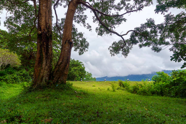 istock big tree in tropical forest The ground is covered with lush green grass. 1443038268