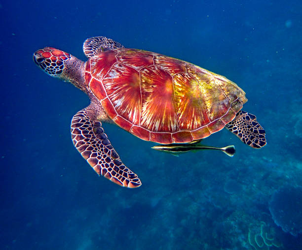 istock green sea turtle (Chelonia mydas) swimming 1443038304