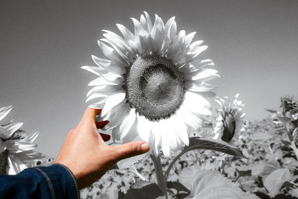 riscaldamento globale concept.la mano di un uomo sta raggiungendo per catturare un girasole. è un'immagine decorata con tecniche in bianco e nero, grunge, rumore per creare un aspetto astratto. - catturare unimmagine foto e immagini stock